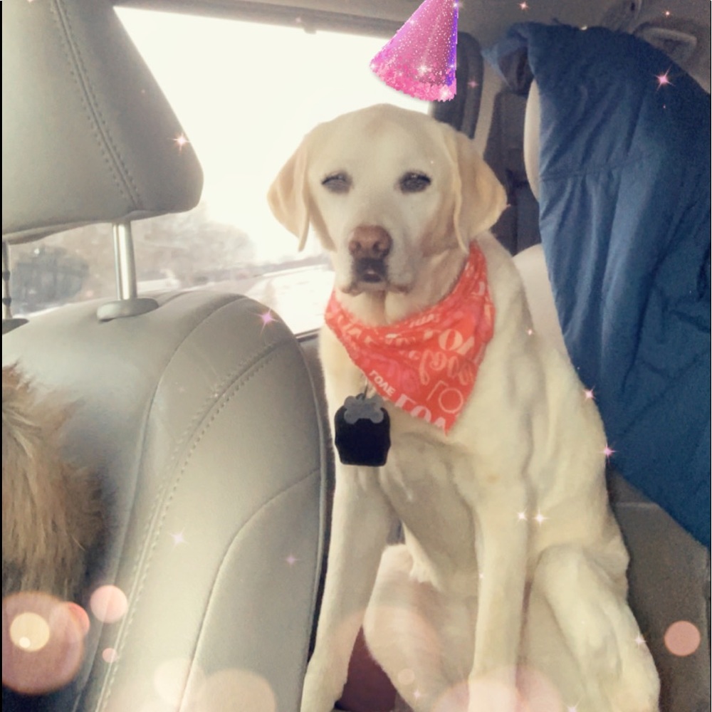 Meet your Posher, Ava